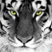 Tiger (2).jpg